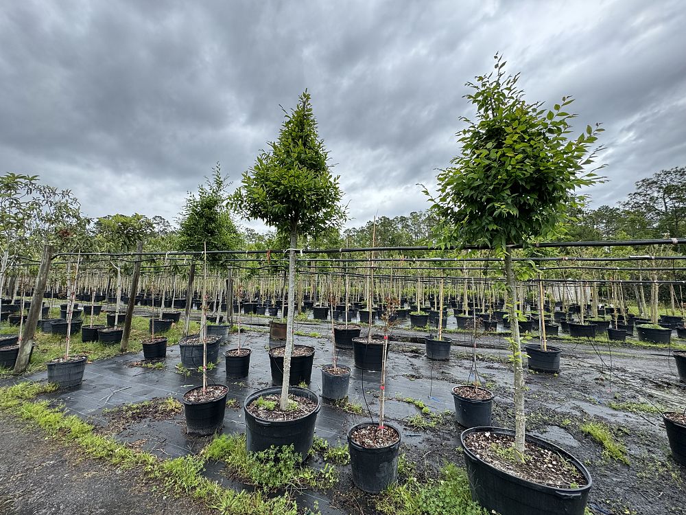 ulmus-alata-winged-elm-kalysta