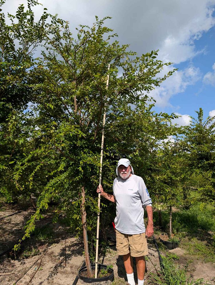 ulmus-alata-winged-elm-kalysta