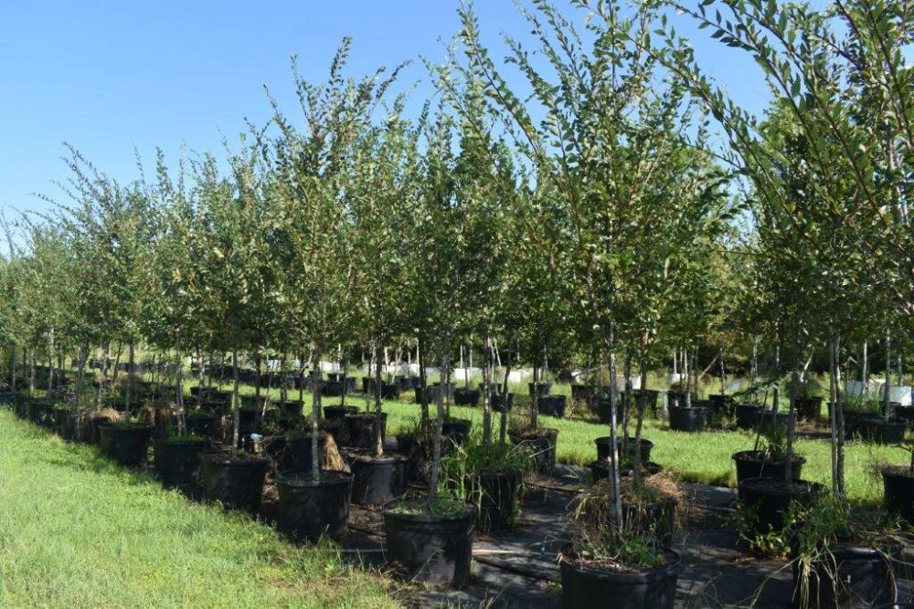 ulmus-alata-winged-elm-kalysta