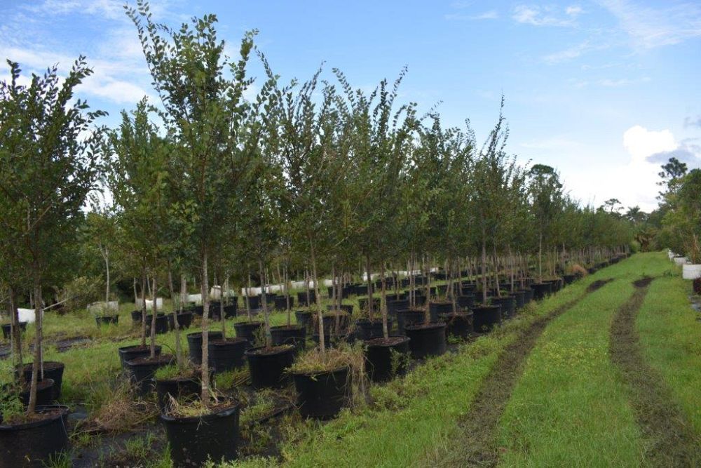 ulmus-alata-winged-elm-kalysta