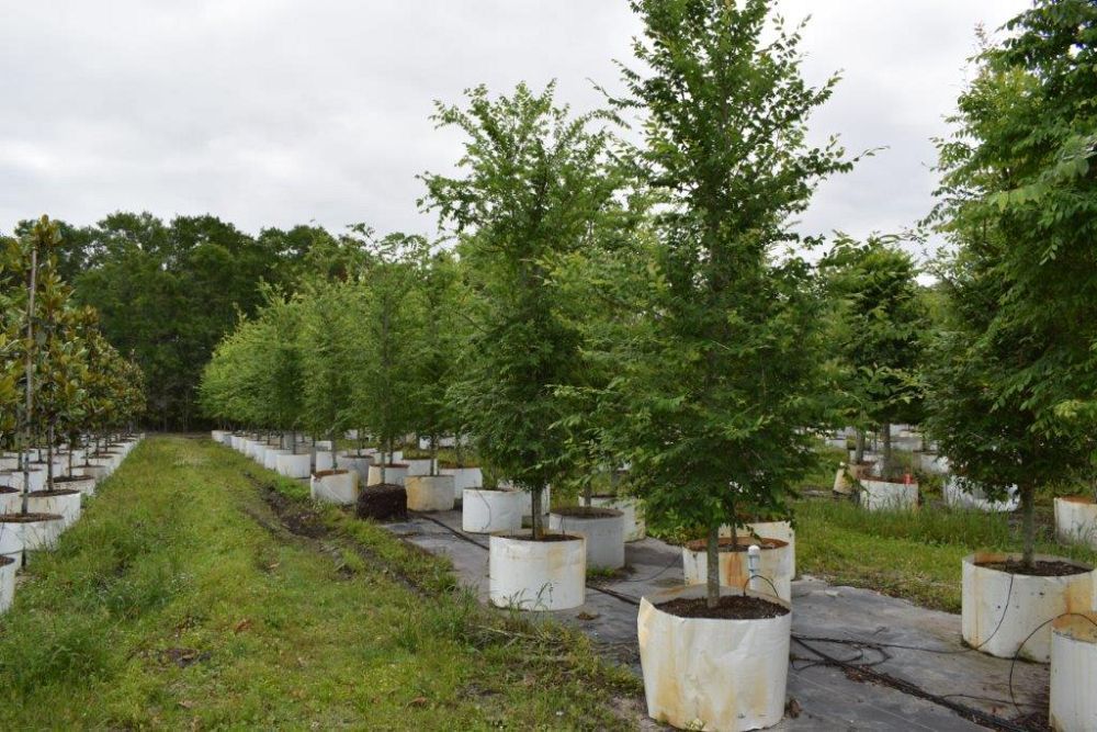 ulmus-alata-winged-elm-kalysta