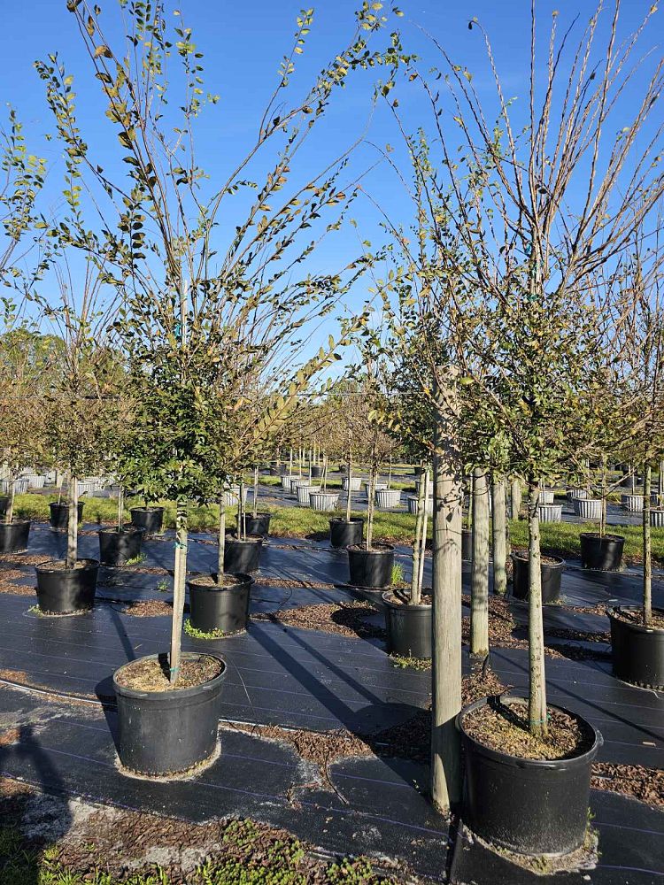 ulmus-alata-winged-elm-kalysta