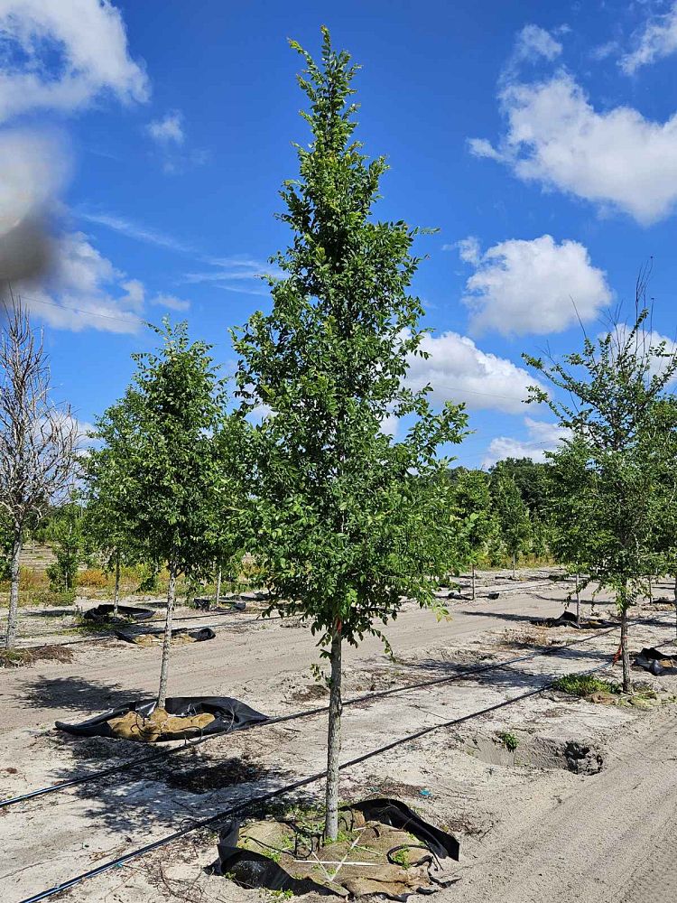 ulmus-alata-winged-elm-kalysta