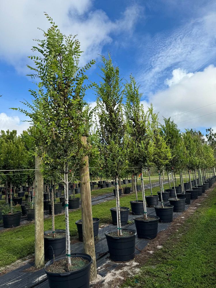 ulmus-alata-winged-elm-kalysta