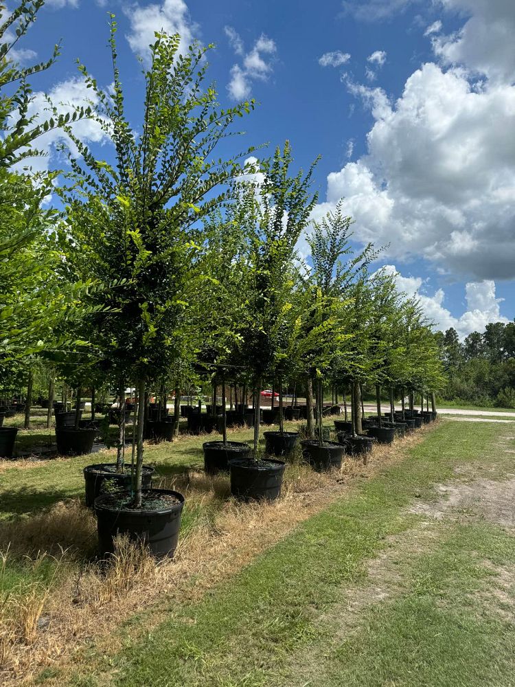 ulmus-alata-winged-elm-kalysta