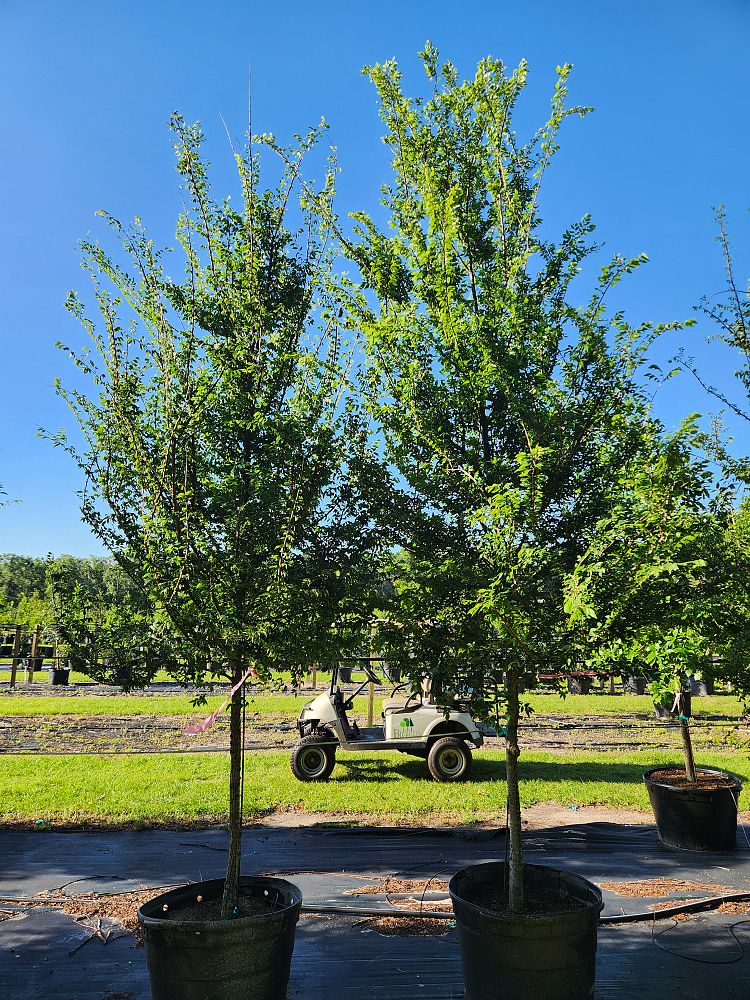 ulmus-alata-winged-elm-kalysta