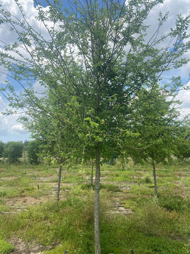 ulmus-alata-winged-elm-kalysta