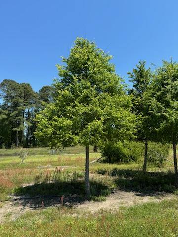 ulmus-alata-winged-elm-kalysta