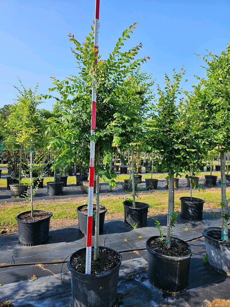 ulmus-alata-winged-elm-kalysta