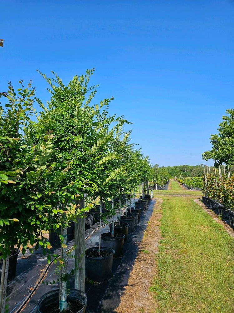 ulmus-alata-winged-elm-kalysta