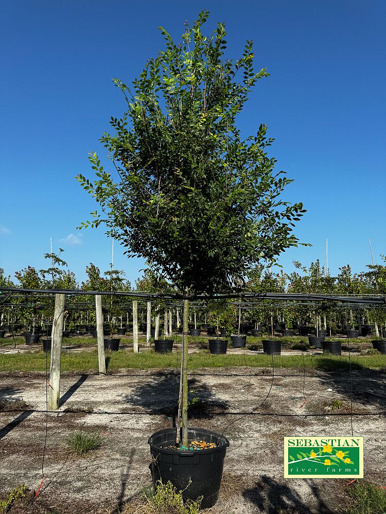 ulmus-alata-winged-elm-kalysta