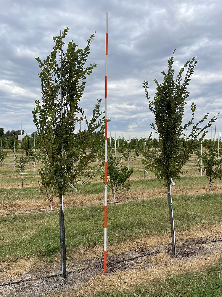 ulmus-alata-winged-elm-kalysta