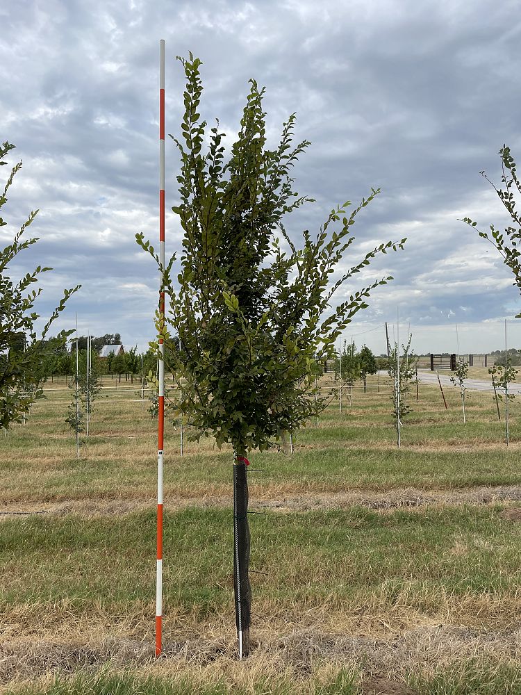 ulmus-alata-winged-elm-kalysta