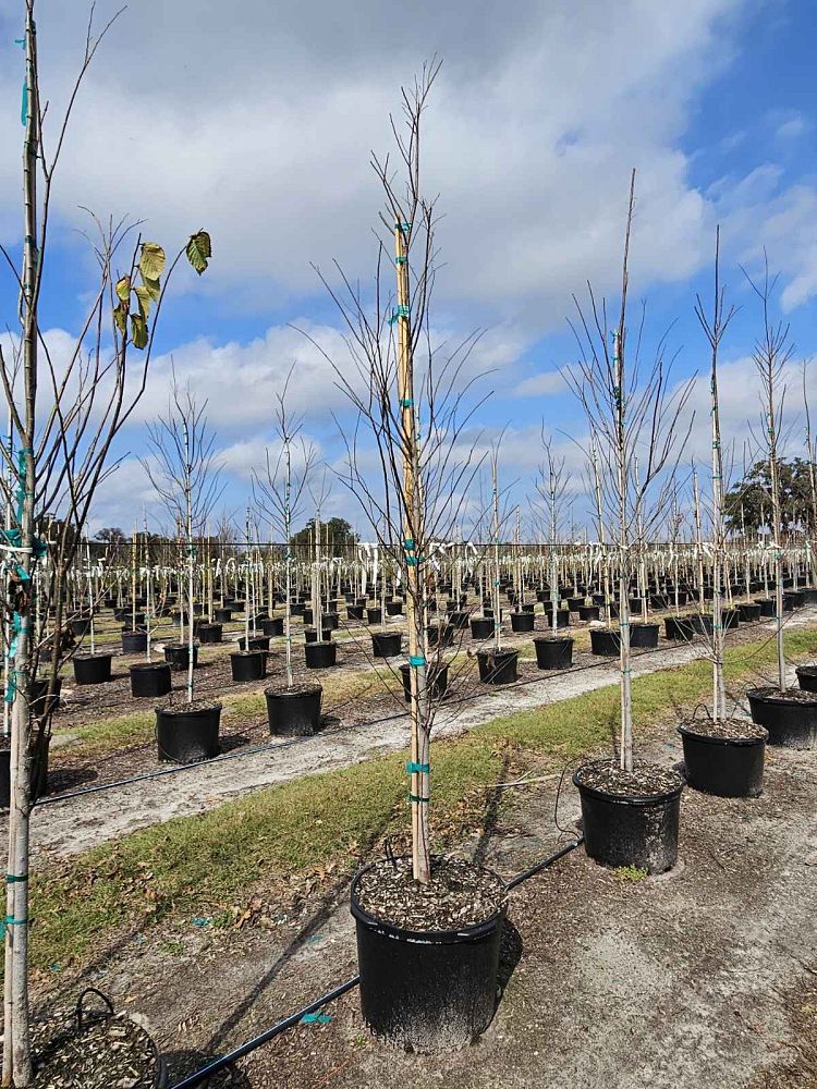 ulmus-americana-american-elm