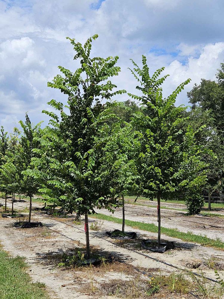 ulmus-americana-american-elm