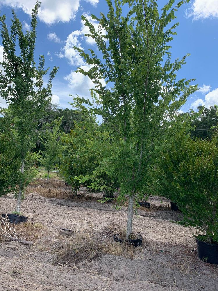 ulmus-americana-american-elm