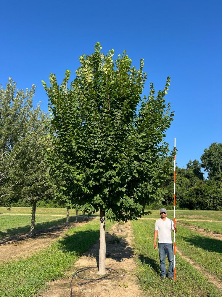 ulmus-americana-jefferson-american-elm