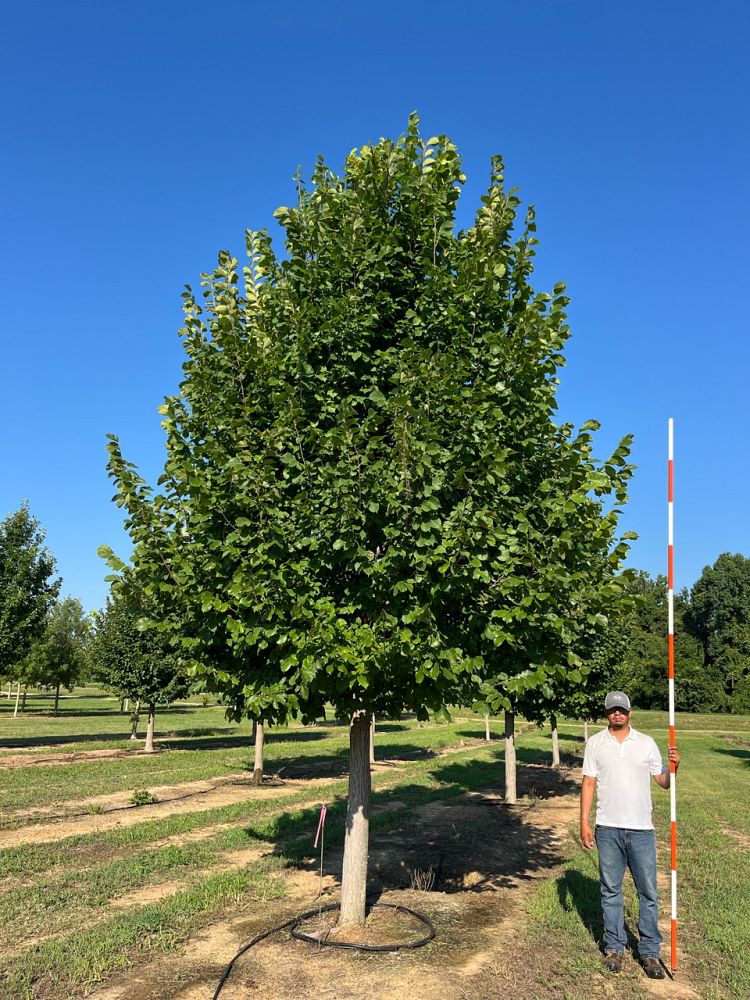 ulmus-americana-jefferson-american-elm