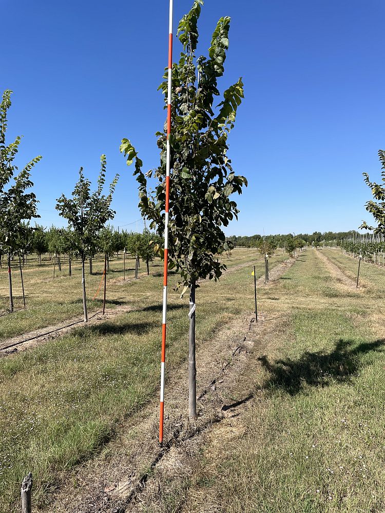 ulmus-americana-new-harmony-american-elm