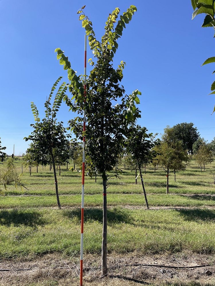 ulmus-americana-new-harmony-american-elm