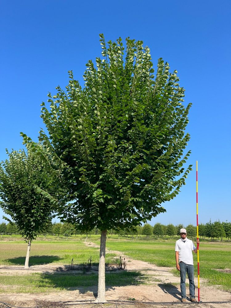 ulmus-americana-princeton-american-elm