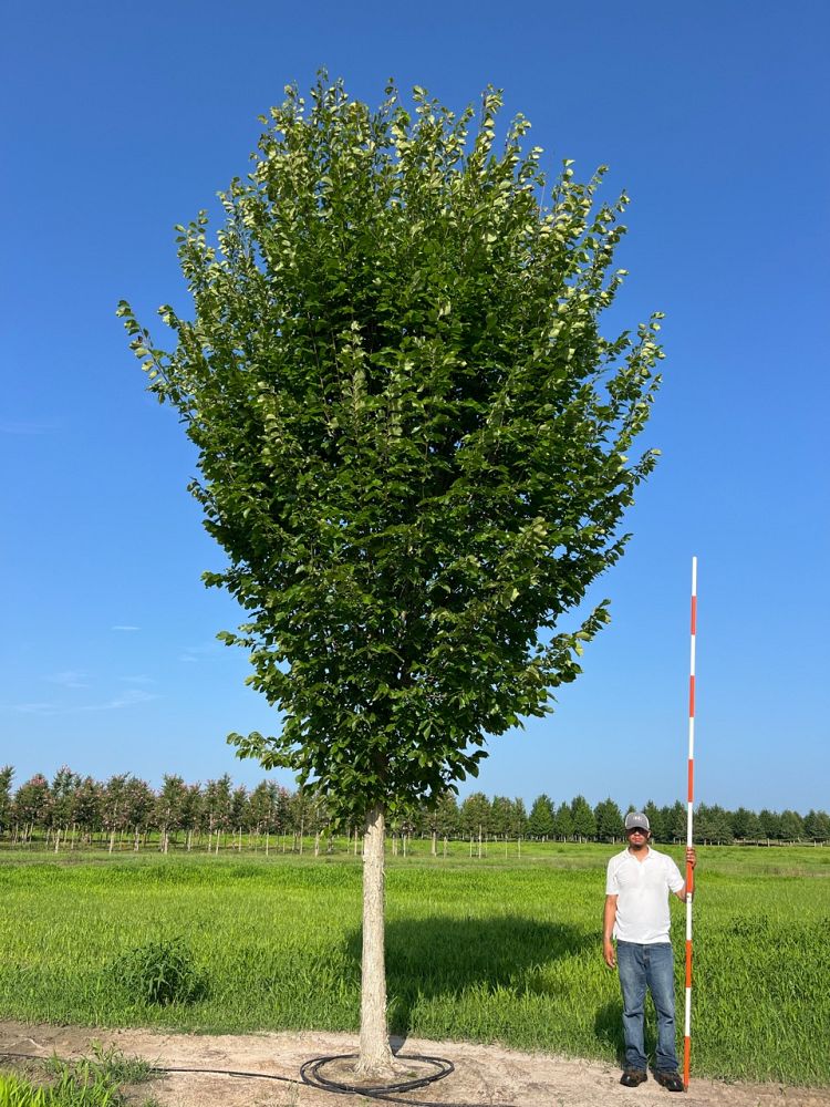 ulmus-americana-princeton-american-elm