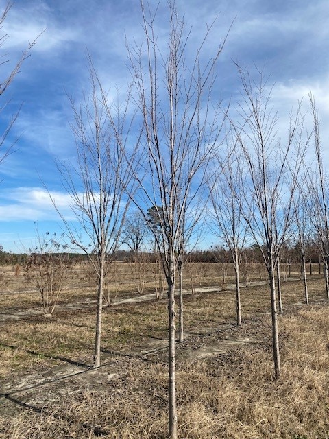 ulmus-americana-princeton-american-elm