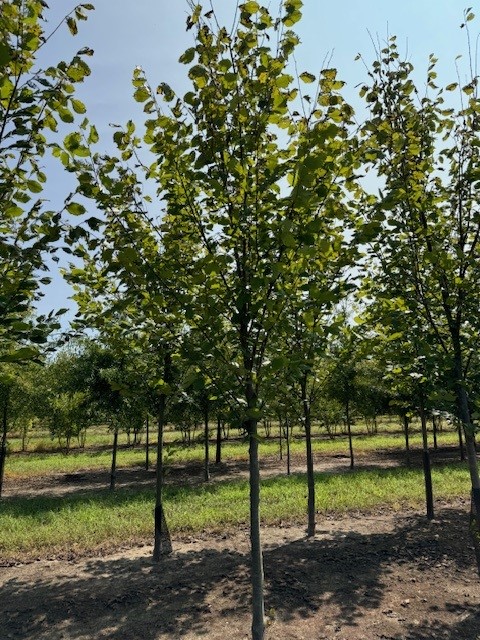 ulmus-americana-princeton-american-elm