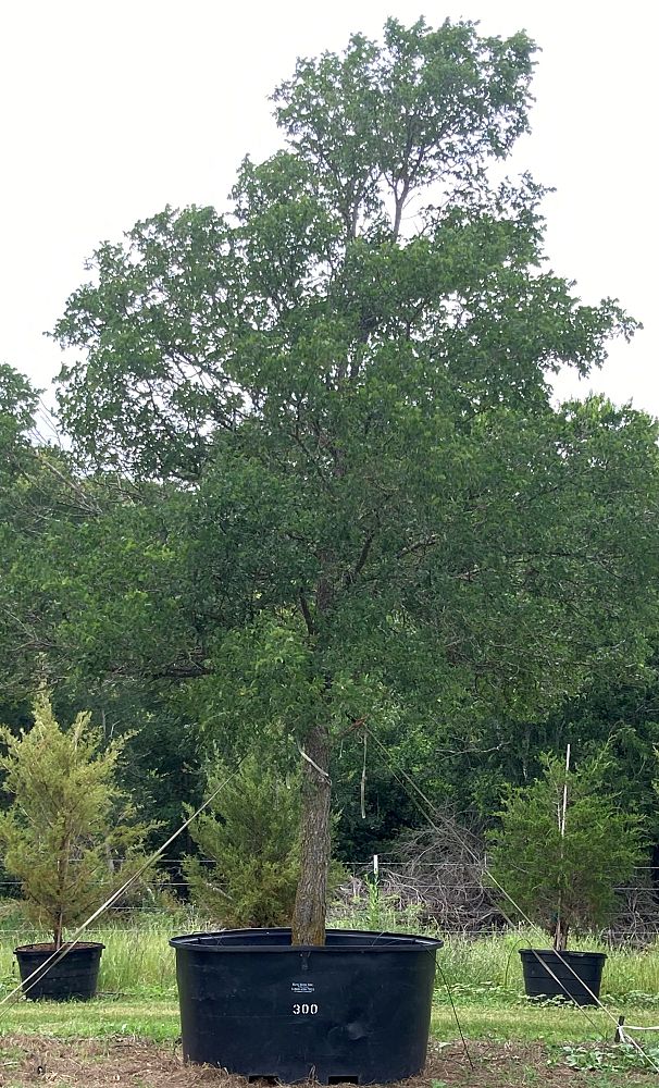 ulmus-crassifolia-cedar-elm