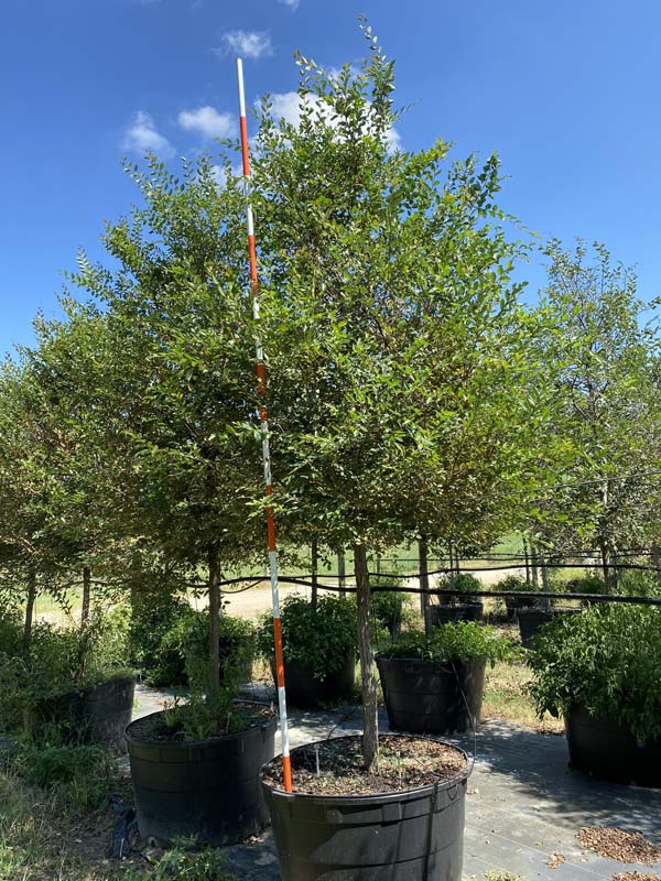 ulmus-crassifolia-cedar-elm