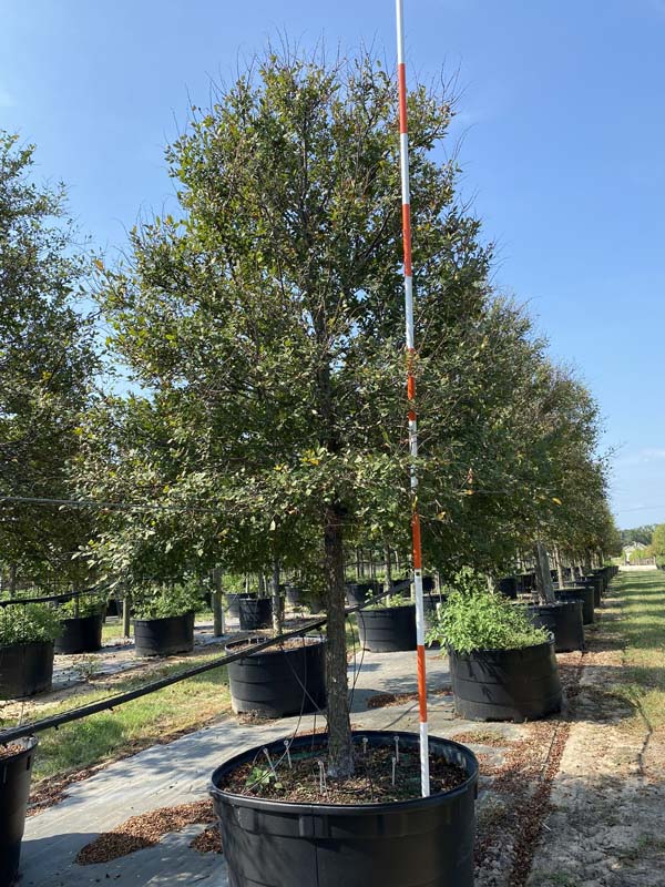 ulmus-crassifolia-cedar-elm