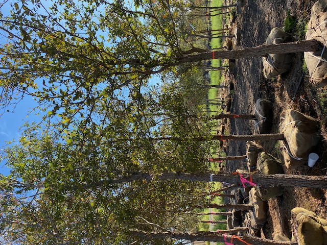 ulmus-crassifolia-cedar-elm