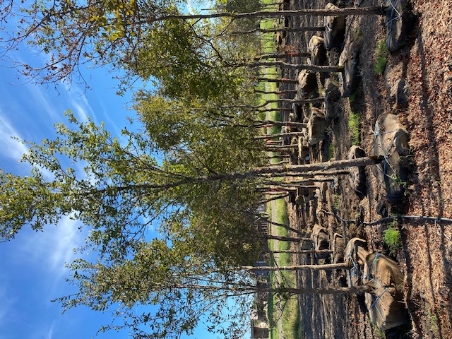 ulmus-crassifolia-cedar-elm