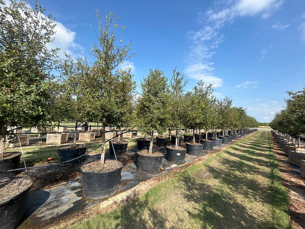 ulmus-crassifolia-cedar-elm