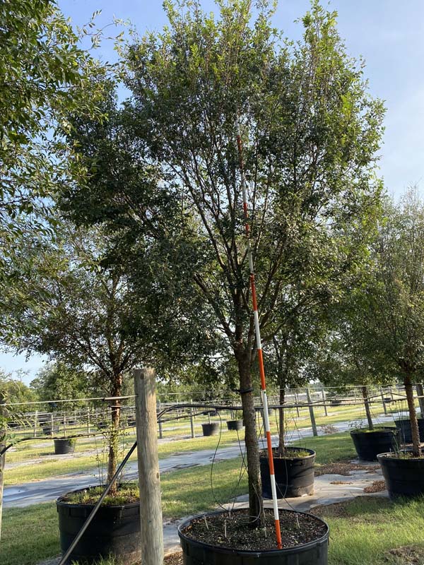 ulmus-parvifolia-chinese-elm-lacebark-elm