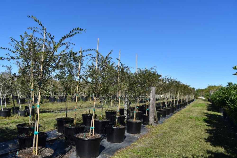 ulmus-parvifolia-drake-chinese-elm-drake-lacebark-elm