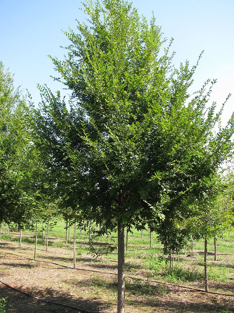 Whitetail Tree Farm | plantANT.com