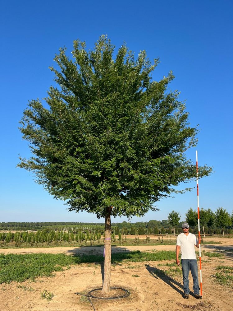 ulmus-parvifolia-emer-ii-chinese-elm-allee-lacebark-elm