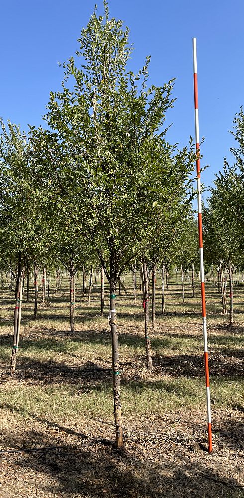 ulmus-parvifolia-emer-ii-chinese-elm-allee-lacebark-elm