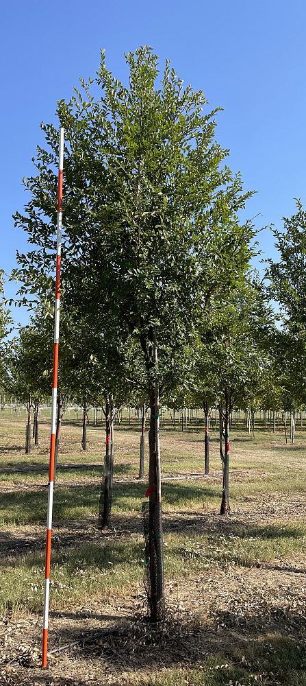 ulmus-parvifolia-emer-ii-chinese-elm-allee-lacebark-elm