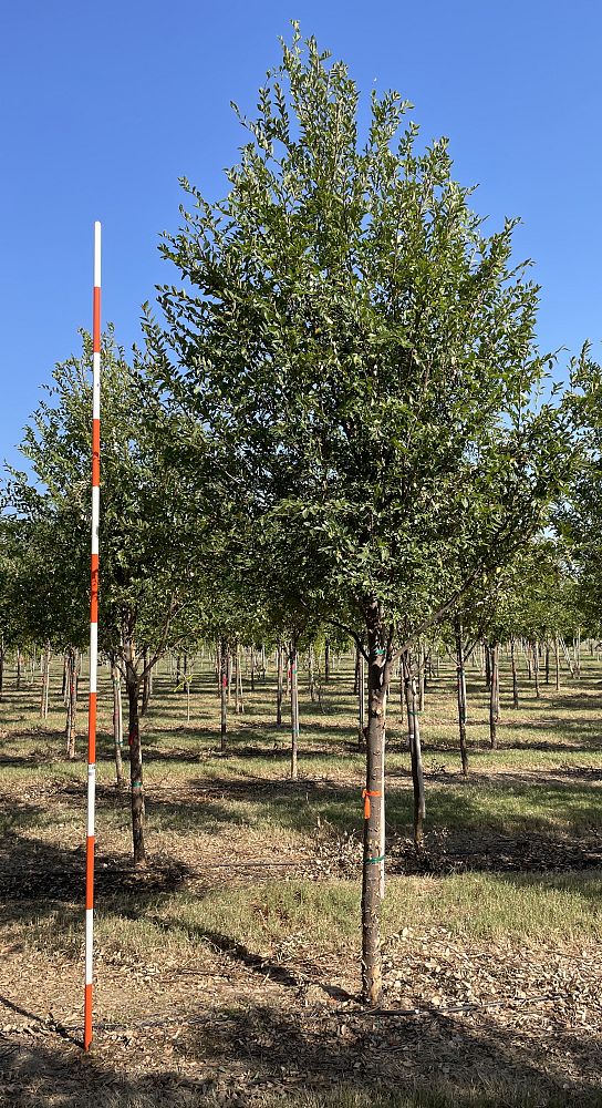 ulmus-parvifolia-emer-ii-chinese-elm-allee-lacebark-elm