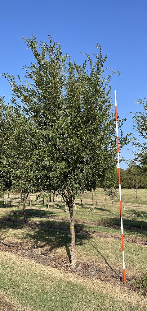 ulmus-parvifolia-emer-ii-chinese-elm-allee-lacebark-elm