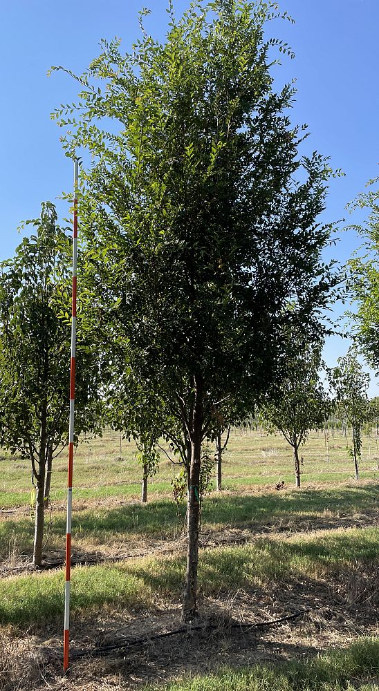 ulmus-parvifolia-emer-ii-chinese-elm-allee-lacebark-elm