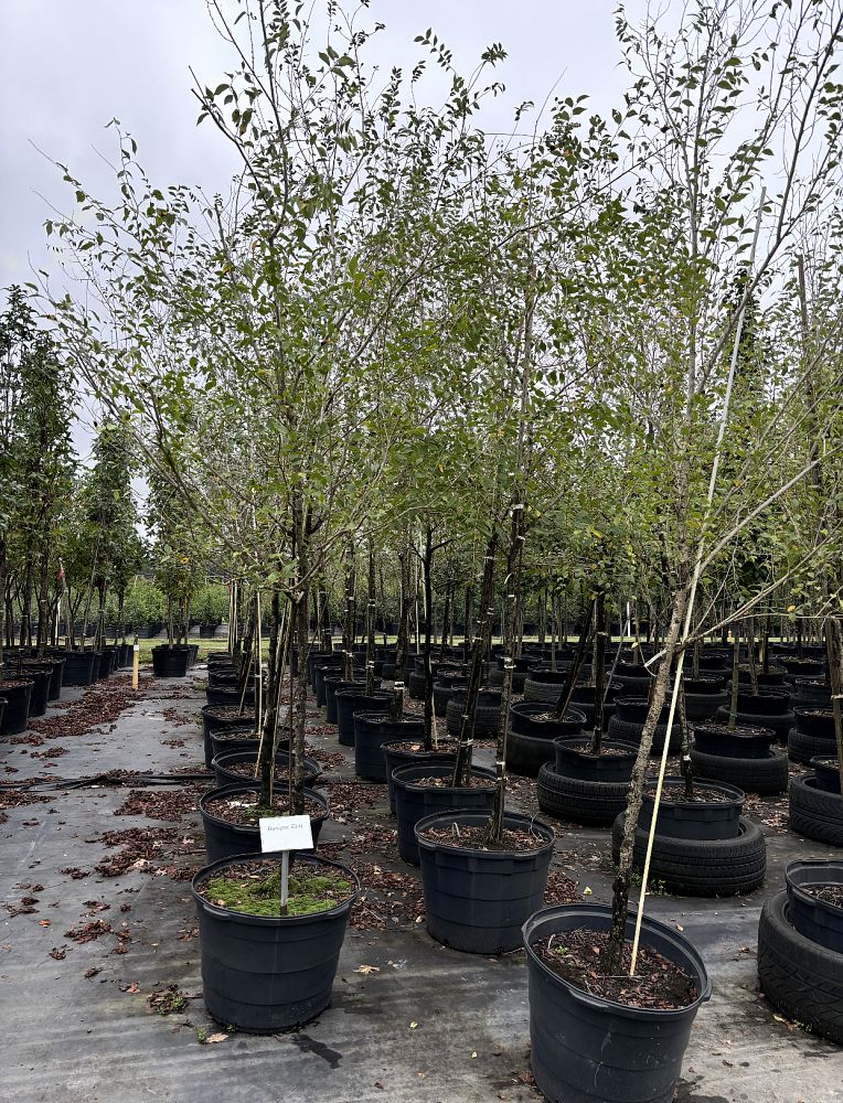 ulmus-parvifolia-upmtf-chinese-elm-bosque-lacebark-elm