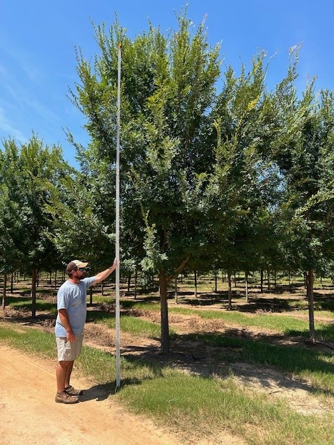 ulmus-parvifolia-upmtf-chinese-elm-bosque-lacebark-elm