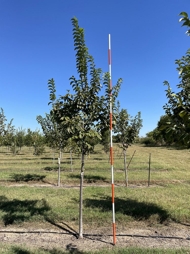 ulmus-propinqua-jfs-bieberich-emerald-sunshine-reg-elm