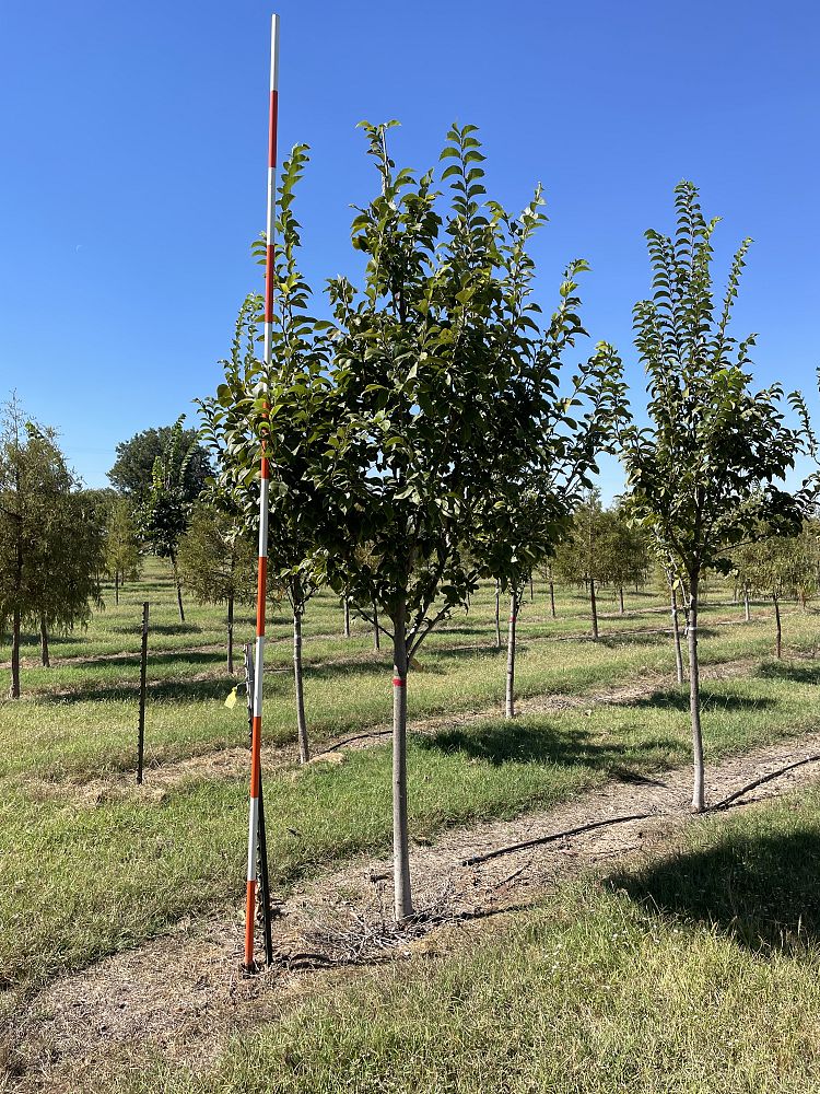 ulmus-propinqua-jfs-bieberich-emerald-sunshine-reg-elm