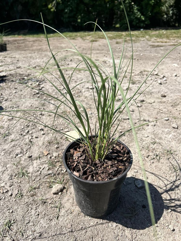 uniola-paniculata-sea-oats