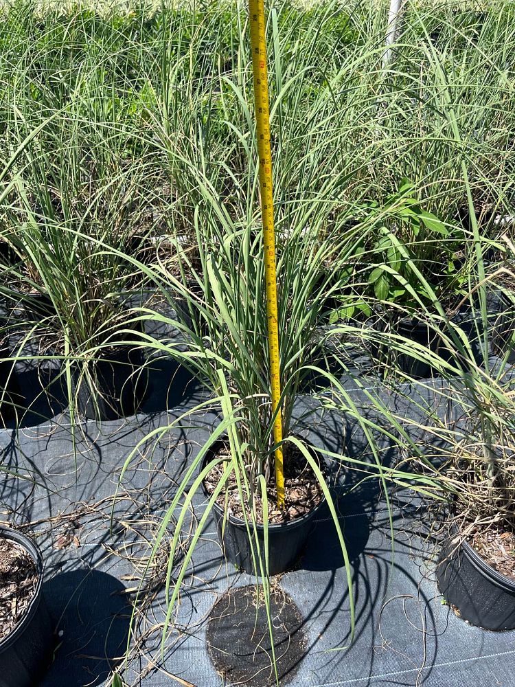 uniola-paniculata-sea-oats