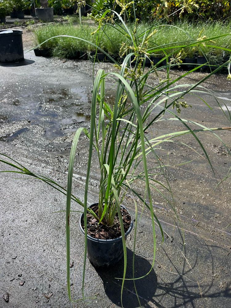 uniola-paniculata-sea-oats